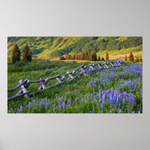 USA, Colorado Lupinen und Eisenbahnzaun Poster