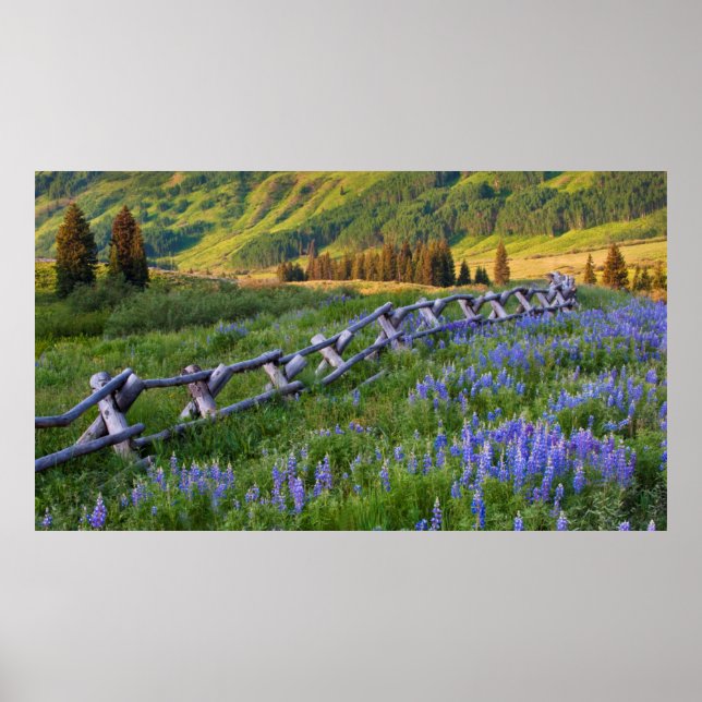 USA, Colorado Lupinen und Eisenbahnzaun Poster (Vorne)