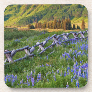 USA, Colorado. Lupinen und Holzzaun Getränkeuntersetzer