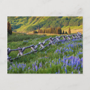 USA, Colorado. Lupinen und Holzzaun Postkarte