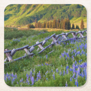 USA, Colorado. Lupinen und Holzzaun Rechteckiger Pappuntersetzer