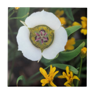 USA, Colorado. Mariposa-Tulpe Fliese