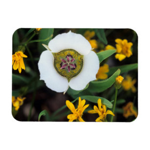 USA, Colorado. Mariposa-Tulpe Magnet