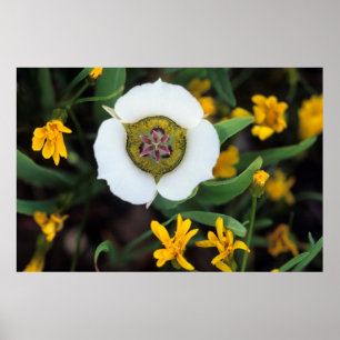 USA, Colorado. Mariposa-Tulpe Poster