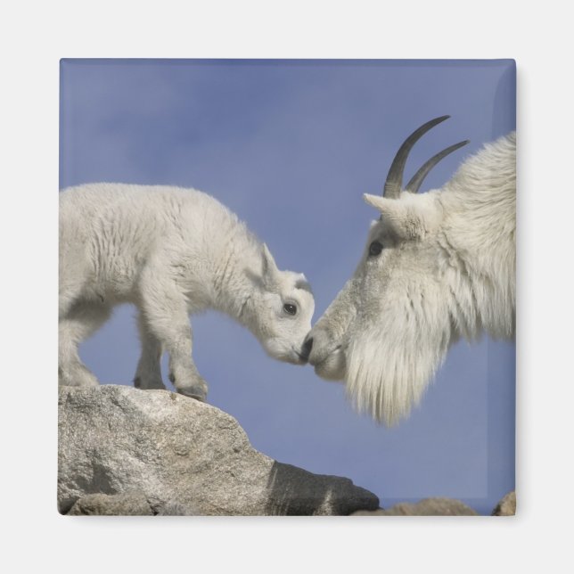 USA, Colorado, Mount Evans. Bergziegmutter Magnet (Vorne)