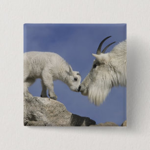 USA, Colorado, Mount Evans. Mutter einer Schneezie Button