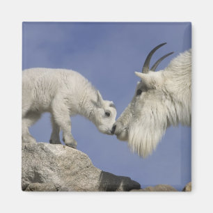 USA, Colorado, Mount Evans. Mutter einer Schneezie Magnet
