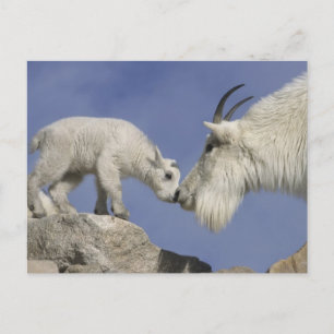 USA, Colorado, Mount Evans. Mutter einer Schneezie Postkarte