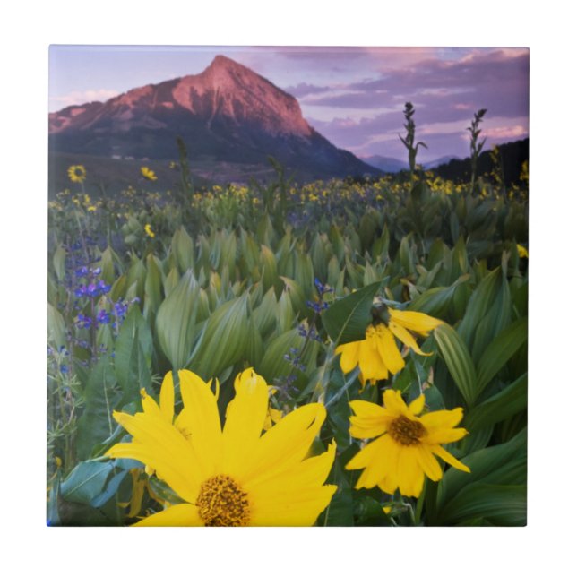 USA, Colorado, Mt. Crested Butte Fliese (Vorderseite)