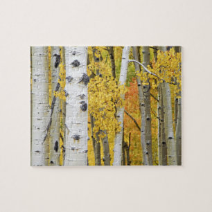 USA, Colorado, Rocky Mountains. Intime Espen