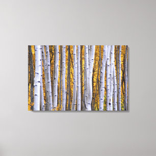 USA, Colorado, Rocky Mountains. Intime Szene Leinwanddruck