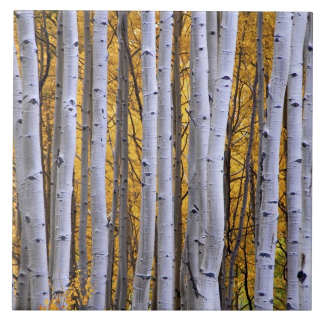 USA, Colorado, Rocky Mountains.  Intimität Fliese (Vorderseite)