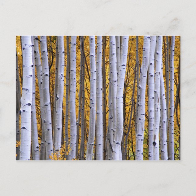 USA, Colorado, Rocky Mountains. Intimität Postkarte (Vorderseite)