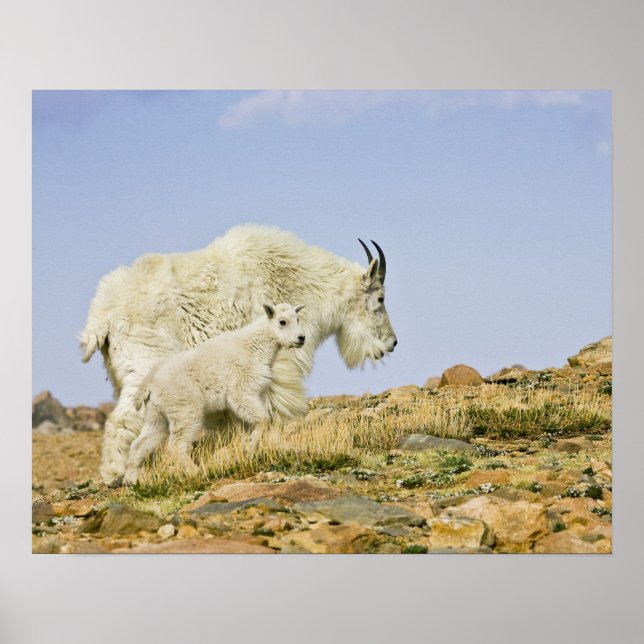 USA, Colorado, Rocky Mountains, Mount Evans, Poster (Vorne)