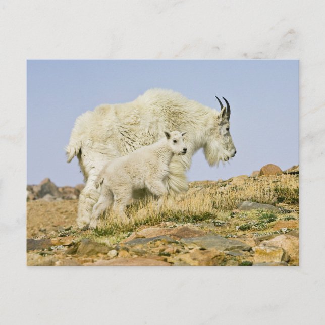 USA, Colorado, Rocky Mountains, Mount Evans, Postkarte (Vorderseite)