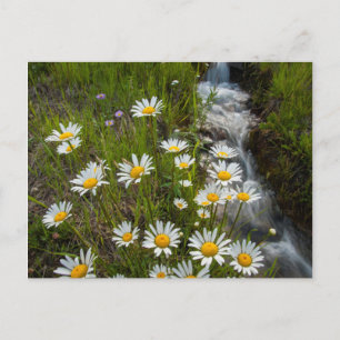 USA, Colorado, San Juan Mountains.Milcherzeugnisse Postkarte