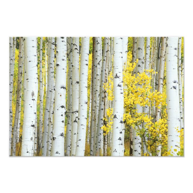 USA, Colorado, White River National Forest, Fotodruck (Vorne)