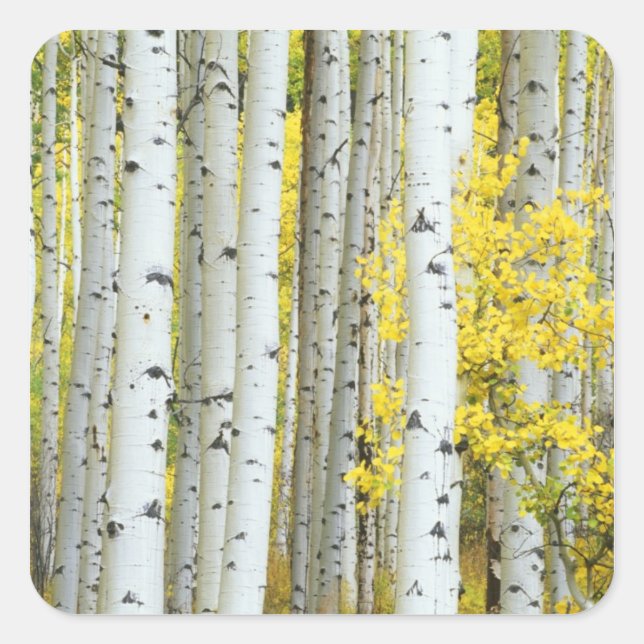 USA, Colorado, White River National Forest, Quadratischer Aufkleber (Vorderseite)