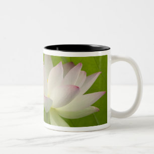 USA, DC, Washington, Kenilworth Aquatic Zweifarbige Tasse
