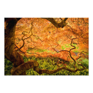 USA, Delaware, Wilmington. Japanischer Ahorn Fotodruck