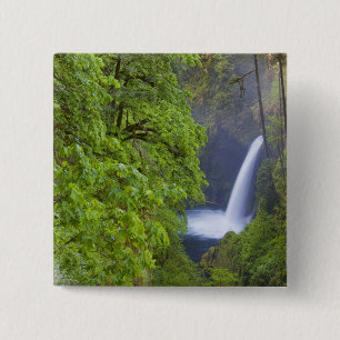 USA, Eagle Creek, Columbia Gorge, Oregon. 2 Button