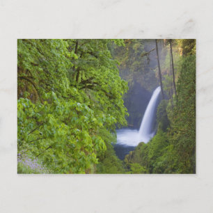 USA, Eagle Creek, Columbia Gorge, Oregon. 2 Postkarte