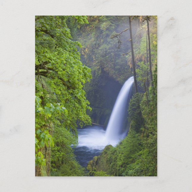 USA, Eagle Creek, Columbia Gorge, Oregon. Postkarte (Vorderseite)