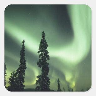 USA, Fairbanks-Gebiet, Zentral-Alaska, Aurora 2 Quadratischer Aufkleber