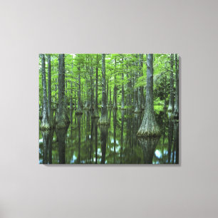 USA, Florida, Apalachicola National Forest, Bald Leinwanddruck
