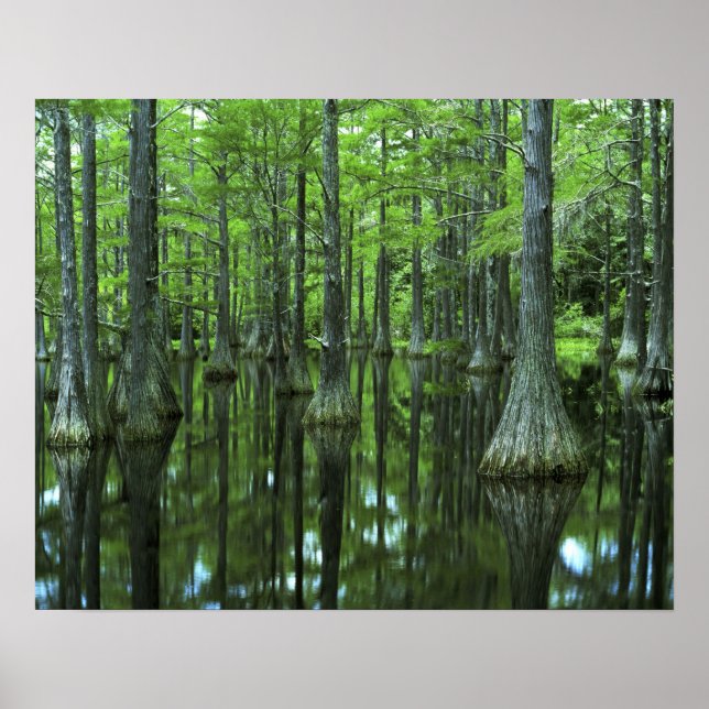 USA, Florida, Apalachicola National Forest, Bald Poster (Vorne)