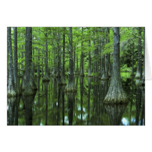 USA, Florida, Apalachicola National Forest, Kahl