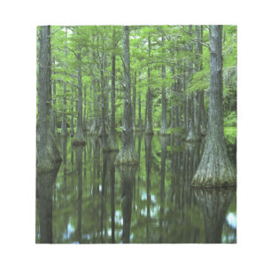 USA, Florida, Apalachicola National Forest, Kahl Notizblock