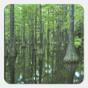 USA, Florida, Apalachicola National Forest, Kahl Quadratischer Aufkleber