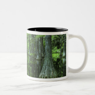 USA, Florida, Apalachicola National Forest, Kahl Zweifarbige Tasse