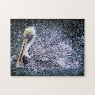 USA, Florida. Brauner Pelikan