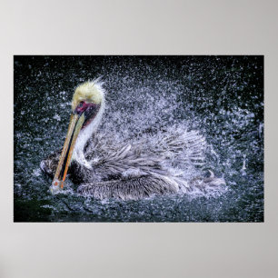 USA, Florida. Brauner Pelikan Poster