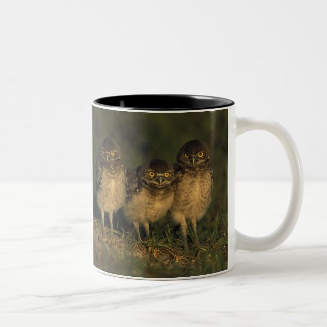 USA, Florida, Cape Coral. Drei brennende Owls Zweifarbige Tasse (Rechts)
