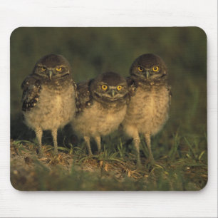 USA, Florida, Cape Coral. Drei Kaninchenkäuze Mousepad