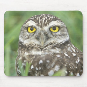 USA, Florida, Cape Coral, Kaninchenkauz (Athene Mousepad