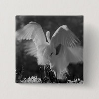 USA, Florida, Great Egret (Ardea alba) infrarote 3