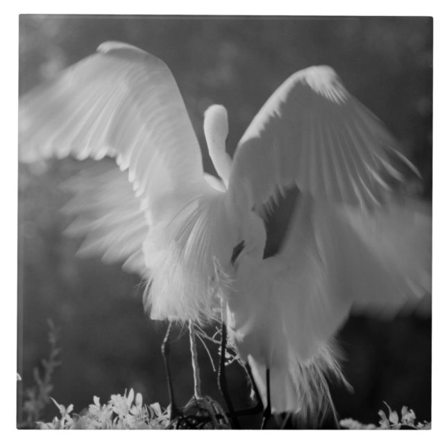 USA, Florida, Great Egret (Ardea alba) infrarote 3 Fliese (Vorderseite)