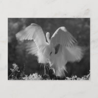 USA, Florida, Great Egret (Ardea alba) infrarote 3