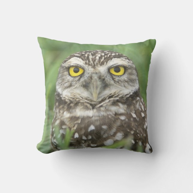 USA, Florida, Kapkorallen, Burrowing Owl (Athene) Kissen (Vorderseite)