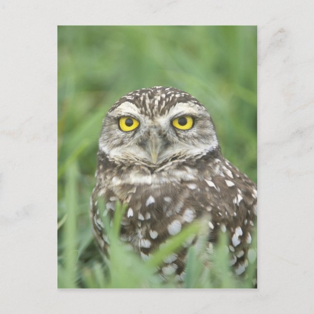 USA, Florida, Kapkorallen, Burrowing Owl (Athene) Postkarte (Vorderseite)