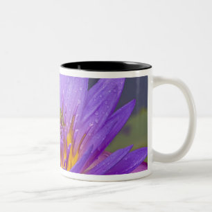 USA, Florida, Kissimmee-See. Grüner Blattfrosch Zweifarbige Tasse