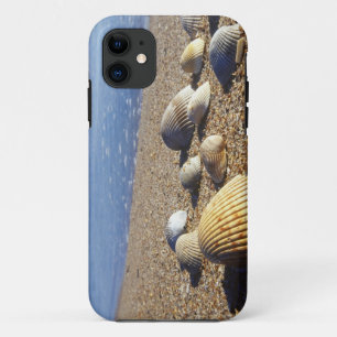 USA, Florida, Küstenmeeresmuscheln title_seo2