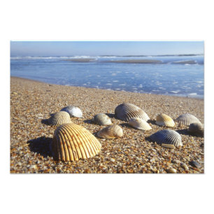 USA, Florida, Küstenmeeresmuscheln Fotodruck
