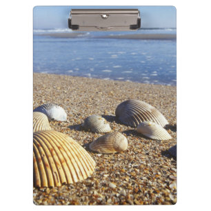 USA, Florida, Küstenmeeresmuscheln Klemmbrett
