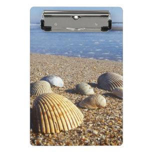 USA, Florida, Küstenmeeresmuscheln Mini Klemmbrett