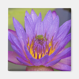 USA, Florida, Lake Kissimmee. Grüner Laubfrosch Magnet